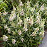 Buddleja 'butterfly Candy Little White', Dwarf White Butterfly Bush | 3XL | White
