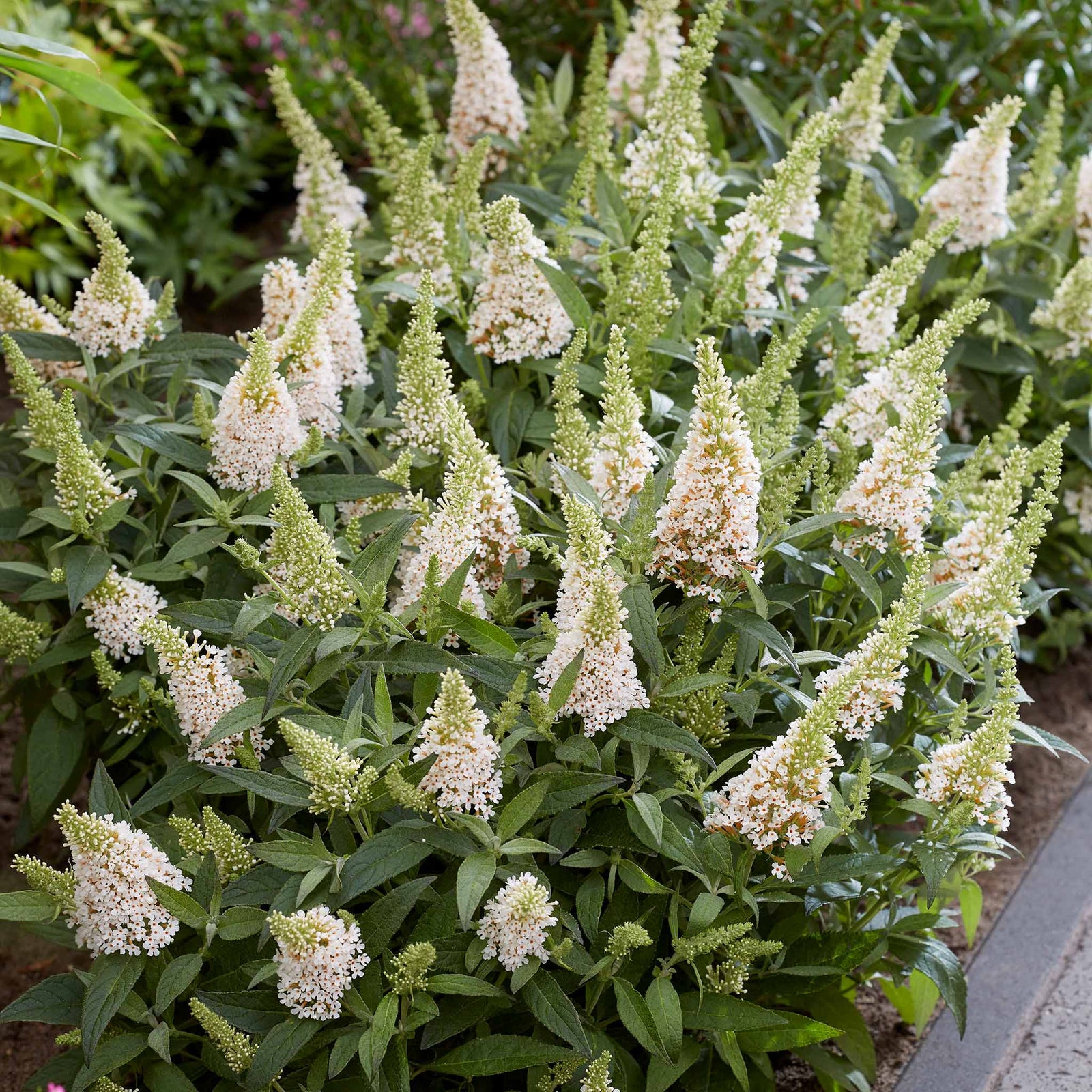 Buddleja 'butterfly Candy Little White', Dwarf White Butterfly Bush | 3XL | White
