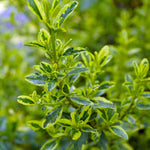 Ceanothus Pershore Zanzibar - 1 X 9cm Pot