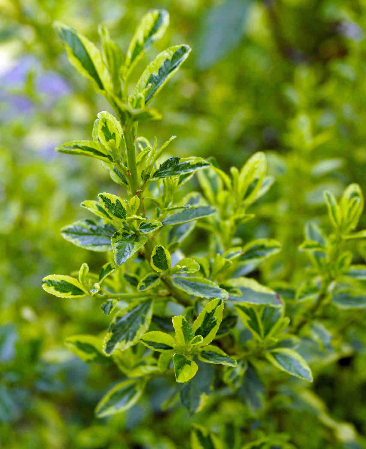 Ceanothus Pershore Zanzibar - 1 X 9cm Pot