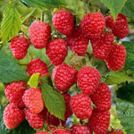 Raspberry 'cascade Delight' Summer Fruiting Plant | 5 x Bare Root | Red