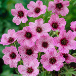 Timeless Hardy Geranium Collection - Bare roots | Set-of-6 | Multi Colour