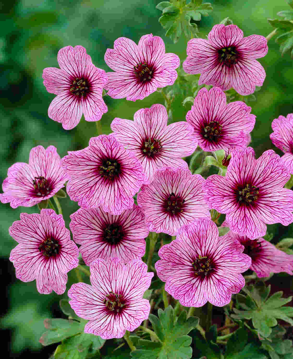 Timeless Hardy Geranium Collection - Bare roots | Set-of-6 | Multi Colour