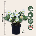 Christmas Rose - Helleborus Niger 'mont Blanc' - Height 20-30cm - ⌀12cm | Set of 3 | White