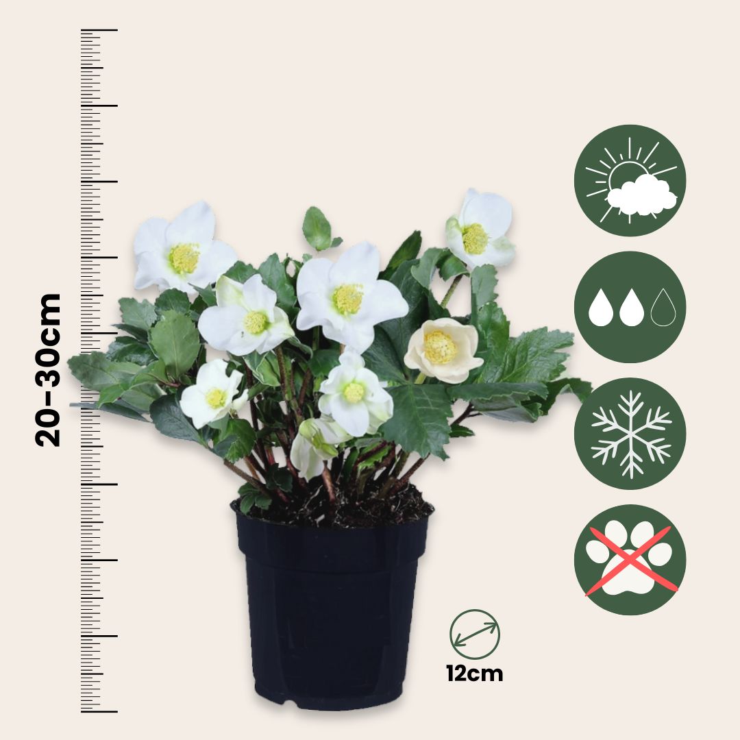 Christmas Rose - Helleborus Niger 'mont Blanc' - Height 20-30cm - ⌀12cm | Set of 3 | White
