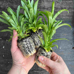 Physostegia Crystal Peak White | Set of 10