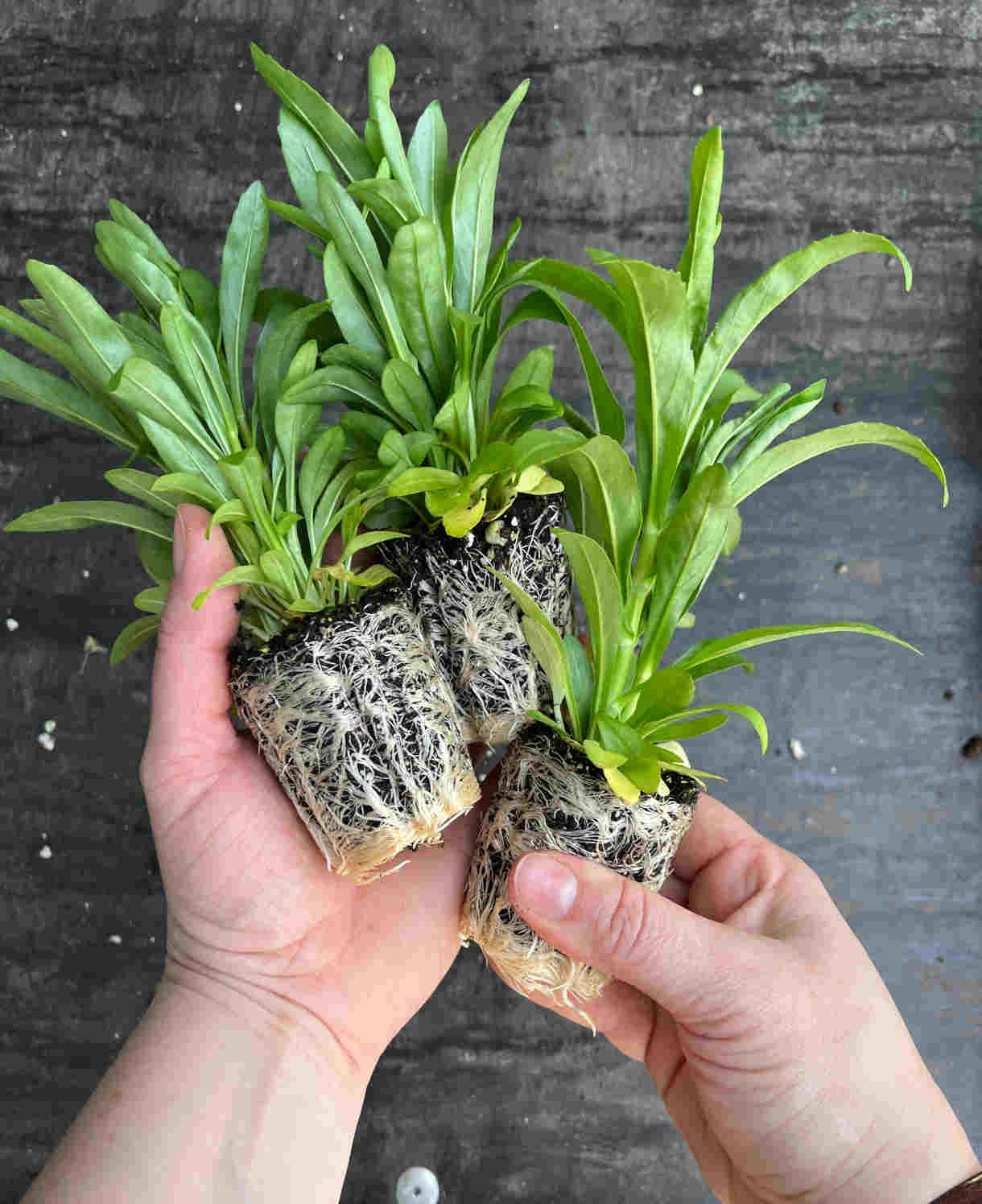 Physostegia Crystal Peak White | Set of 10