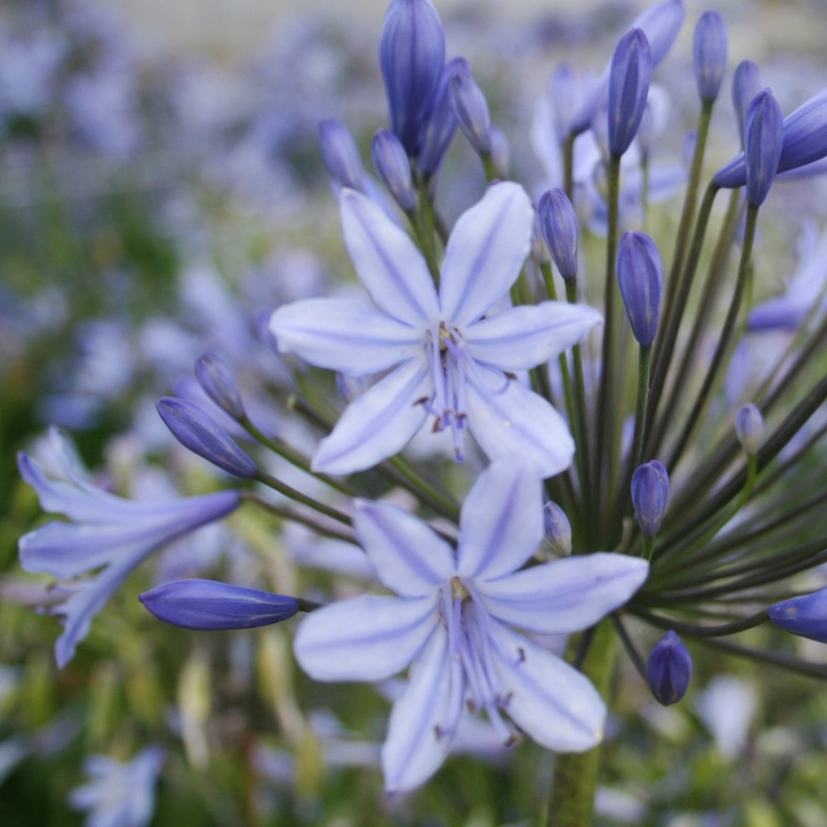 Agapanthus 'sophie' - 9cm Pots | 1 x 9cm | Blue