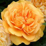Rosa 'golden Beauty' - Bare Root Plants | 2 x Bare Roots | Yellow
