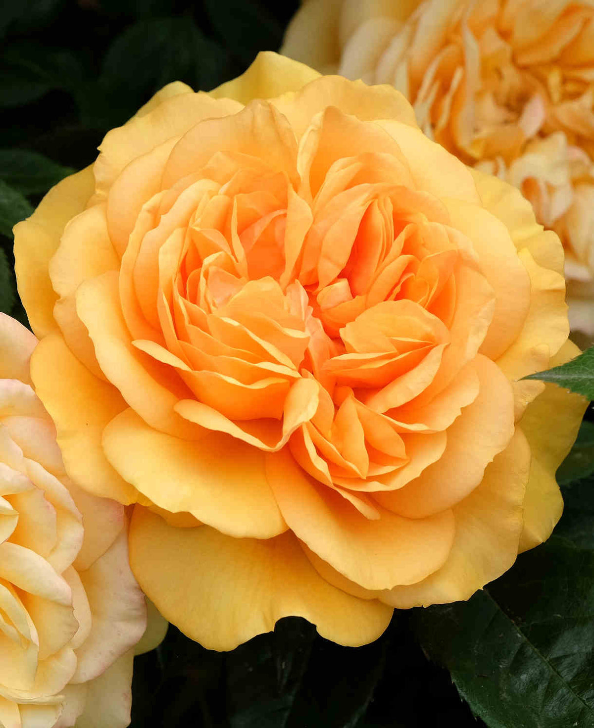 Rosa 'golden Beauty' - Bare Root Plants | 2 x Bare Roots | Yellow