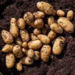 Seed Potato Maris Bard Tubers | Set of 5 | Multi