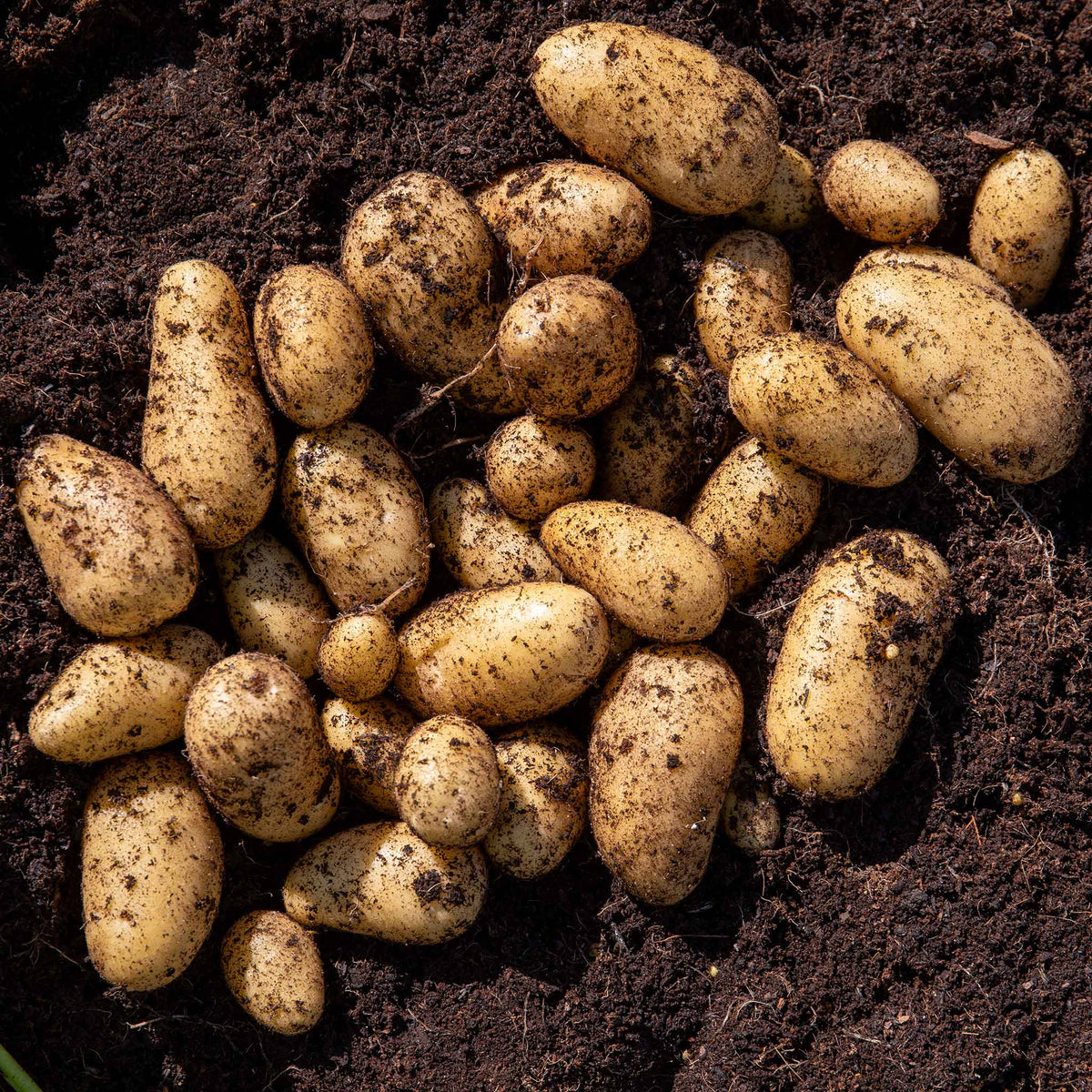 Seed Potato Maris Bard Tubers | Set of 5 | Multi