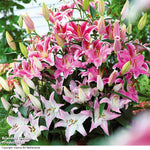 Giant Oriental Lily Collection - Bulbs | Set of 48