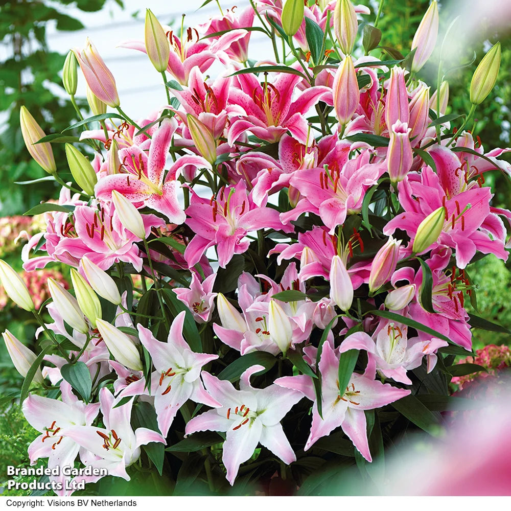 Giant Oriental Lily Collection - Bulbs | Set of 48