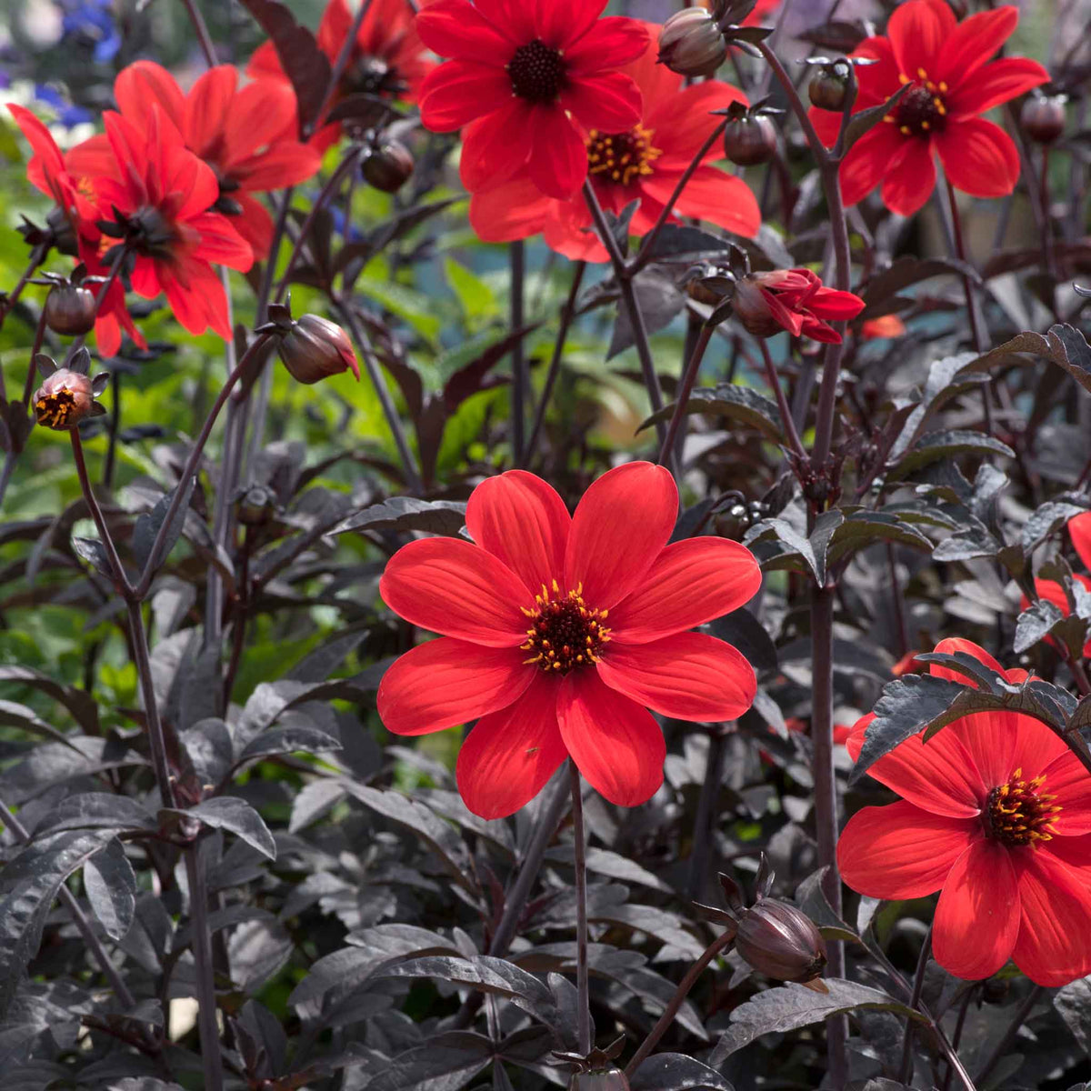 Dahlia 'mystic Enchantment' Compact Red Bedding Dahlia Jumbo Plug Plants | Set of 6 | Red