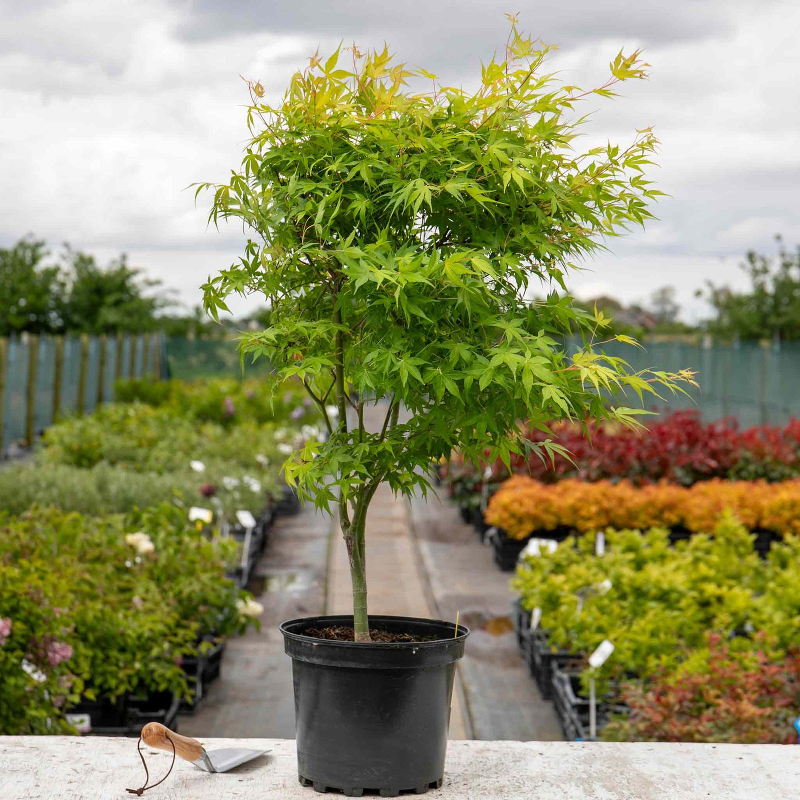 Acer Palmatum 'katsura' Japanese Maple - Ornamental | 1 x 7.5L