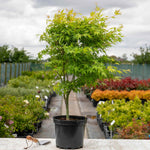 Acer Palmatum 'katsura' Japanese Maple - Ornamental | 1 x 9cm