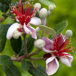 Acca Sellowiana - Pineapple Guava - 9cm Pot | 3 x 9cm | Red