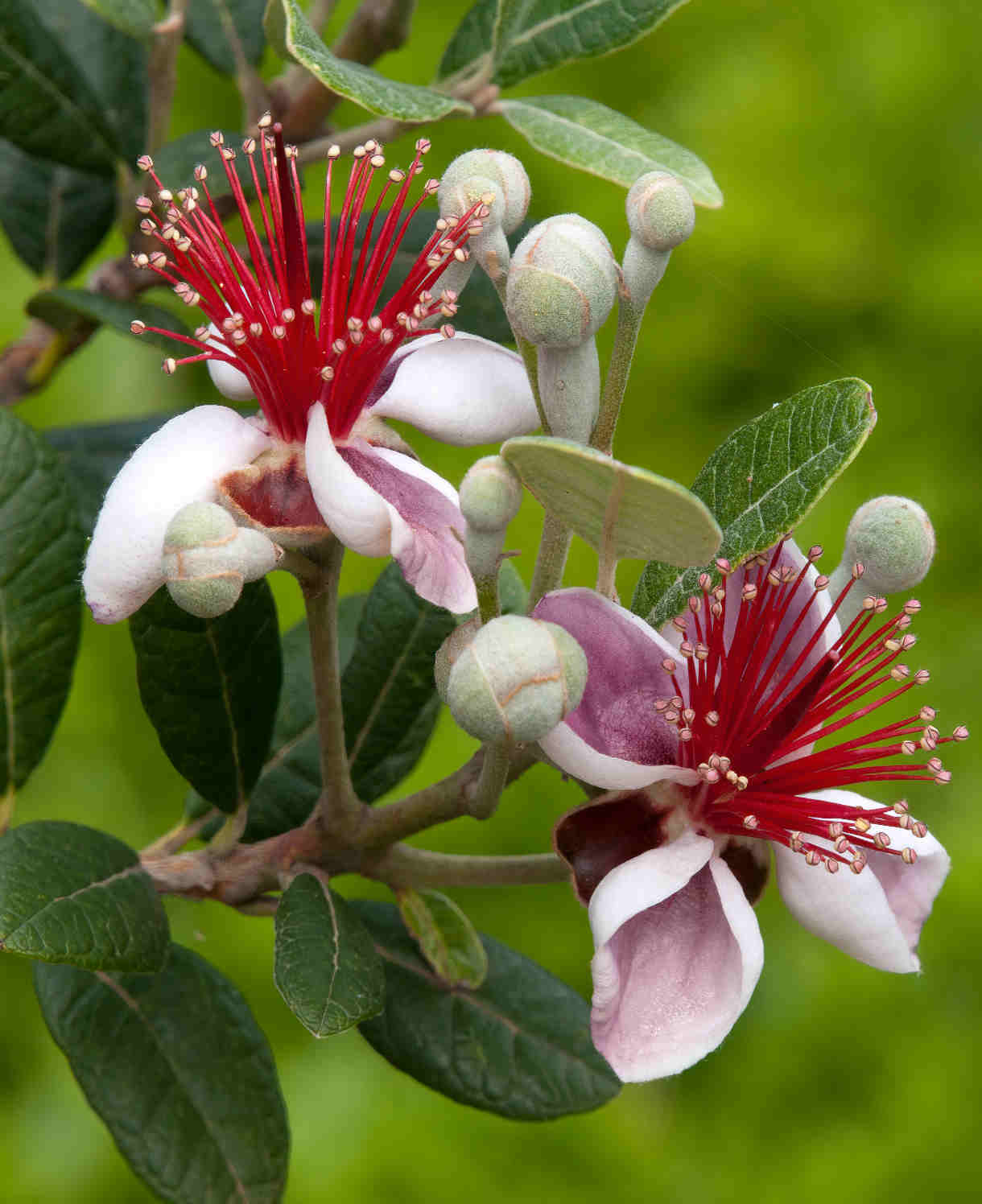 Acca Sellowiana - Pineapple Guava - 9cm Pot | 3 x 9cm | Red