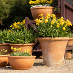 Hayloft Container Perfect Narcissus Collection - 45 Bulbs (15 of each)