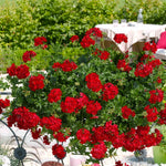 Ivy-leaf Geranium 'sunflair Paula Red' Trailing Red Bedding Plant | 12 x Plug Plants | Red