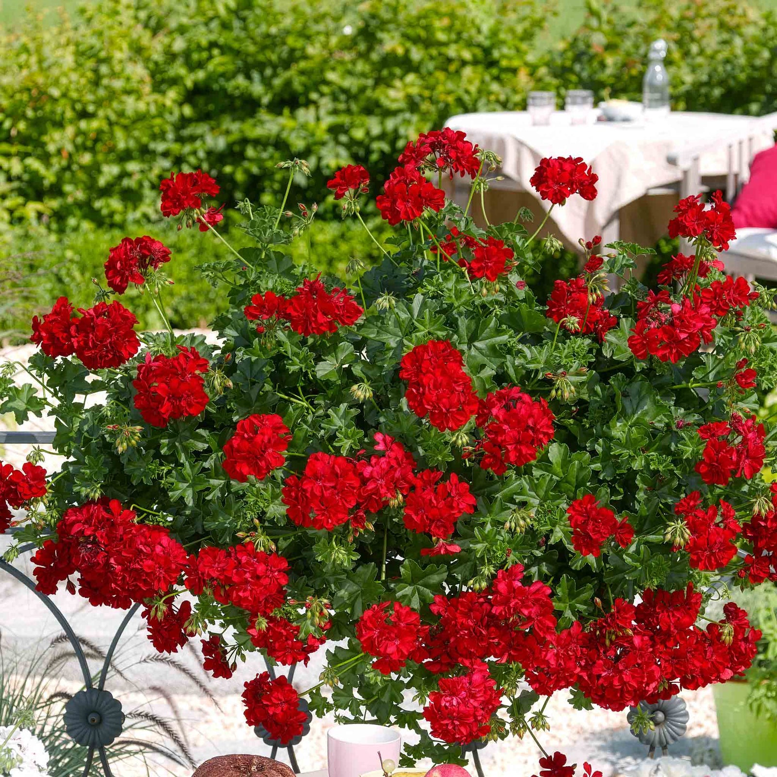 Ivy-leaf Geranium 'sunflair Paula Red' Trailing Red Bedding Plant | 12 x Plug Plants | Red