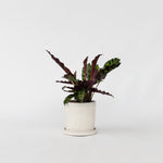 Rattlesnake Plant - Goeppertia Insignis - Height 30-40cm - ⌀12cm | Set-of-1 | Red