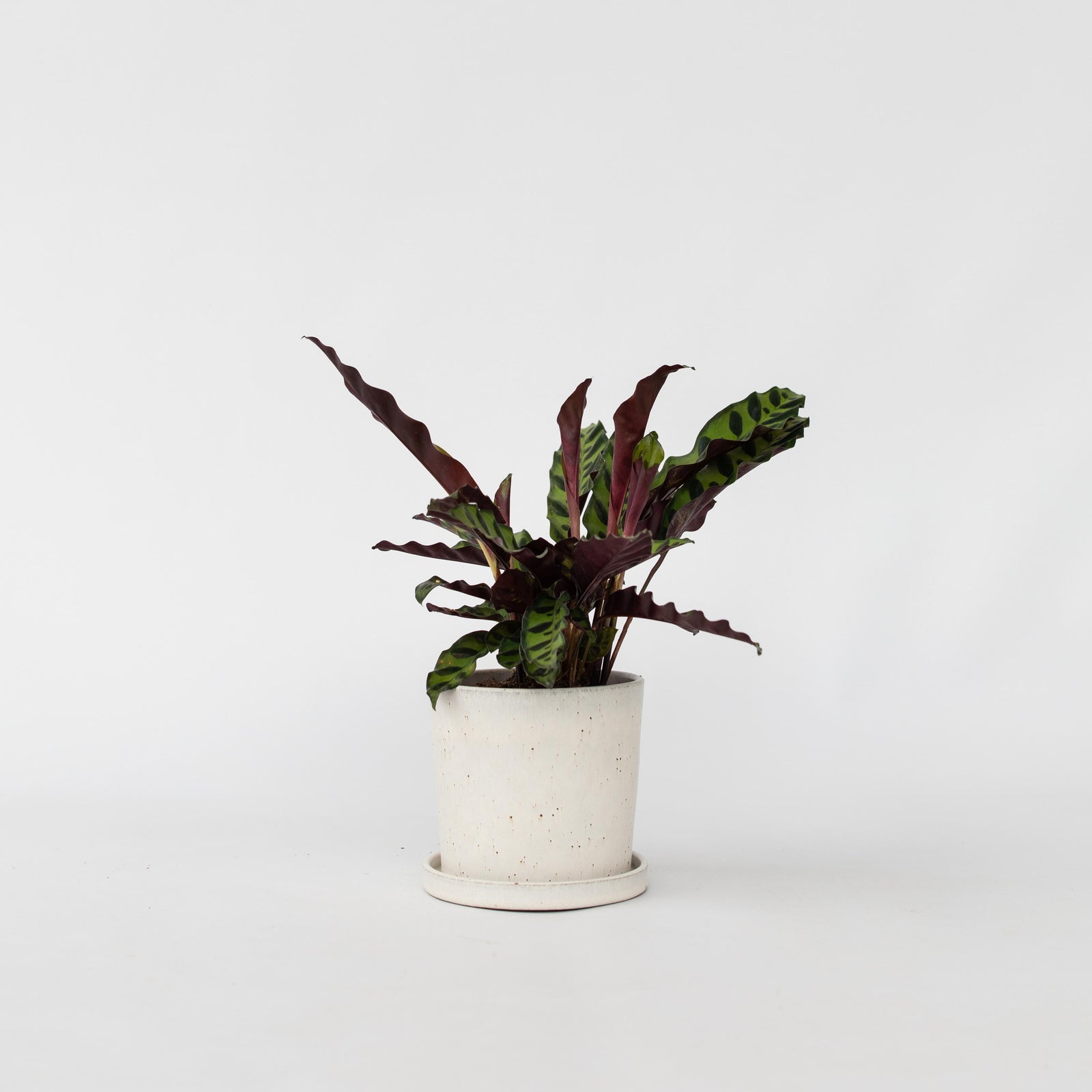 Rattlesnake Plant - Goeppertia Insignis - Height 30-40cm - ⌀12cm | Set-of-1 | Red