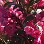 Weigela Florida Victoria Purple Leaf Flowering Shrub Plant