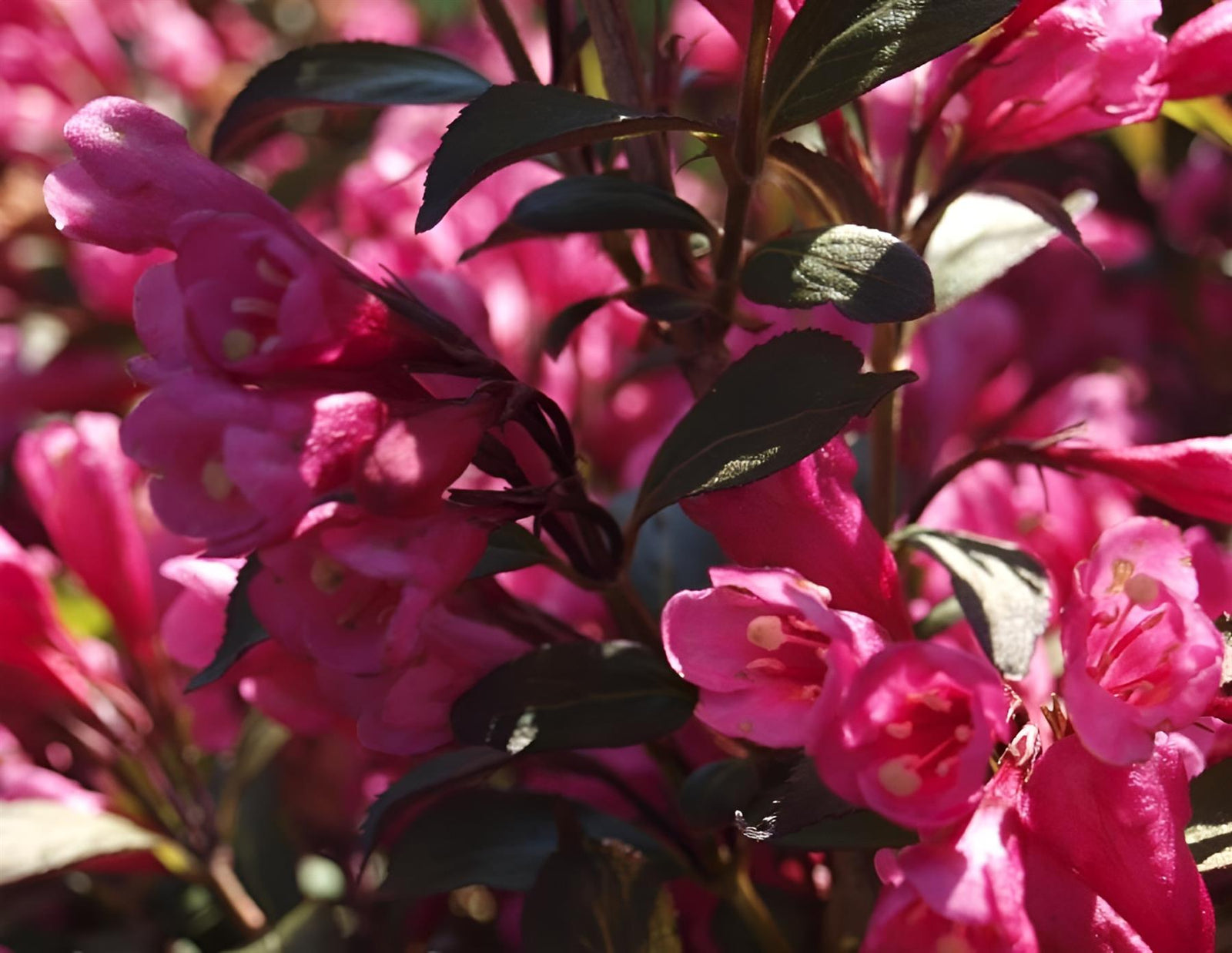 Weigela Florida Victoria Purple Leaf Flowering Shrub Plant