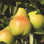 Pyrus Williams Pear Fruit Tree 6ft Tall Supplied In A 7.5 Litre Pot
