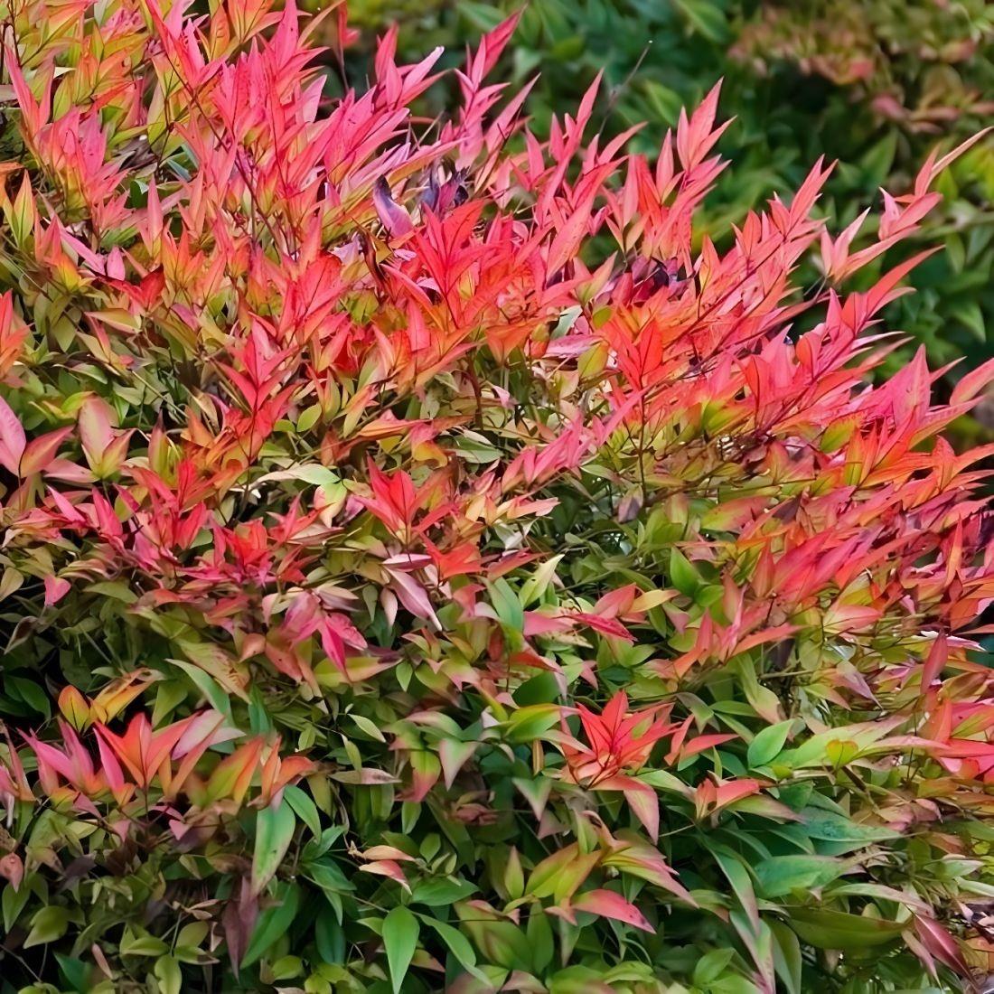 Nandina Domestica Fire Power Heavenly Bamboo Garden Shrub