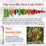 Chilli Plant 'basket Of Fire' — Compact, Colourful Fruits | 3 x 9cm | Multi