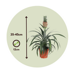 Miniature Pineapple Plant - 2 Pcs. - Ananas 'mi Amigo' - Height 35-45cm - ⌀12cm | Set-of-2 | Green