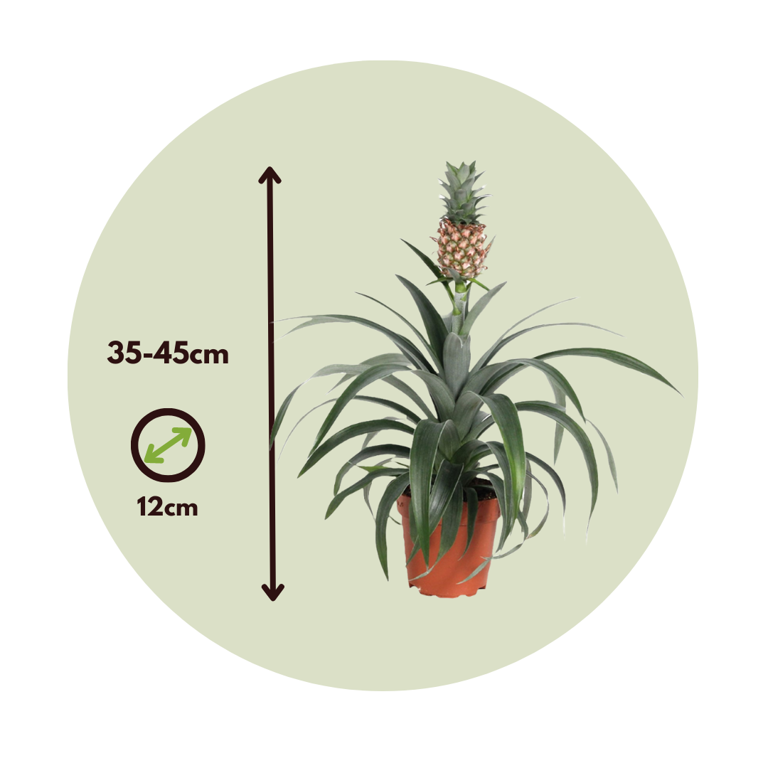 Miniature Pineapple Plant - 2 Pcs. - Ananas 'mi Amigo' - Height 35-45cm - ⌀12cm | Set of 2 | Green