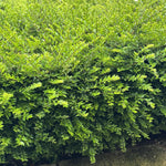 Direct Plants 10x Lonicera Nitida Box, Alternative Hedging Plants, Large Plants, Supplied In 2/3 Litre Pots