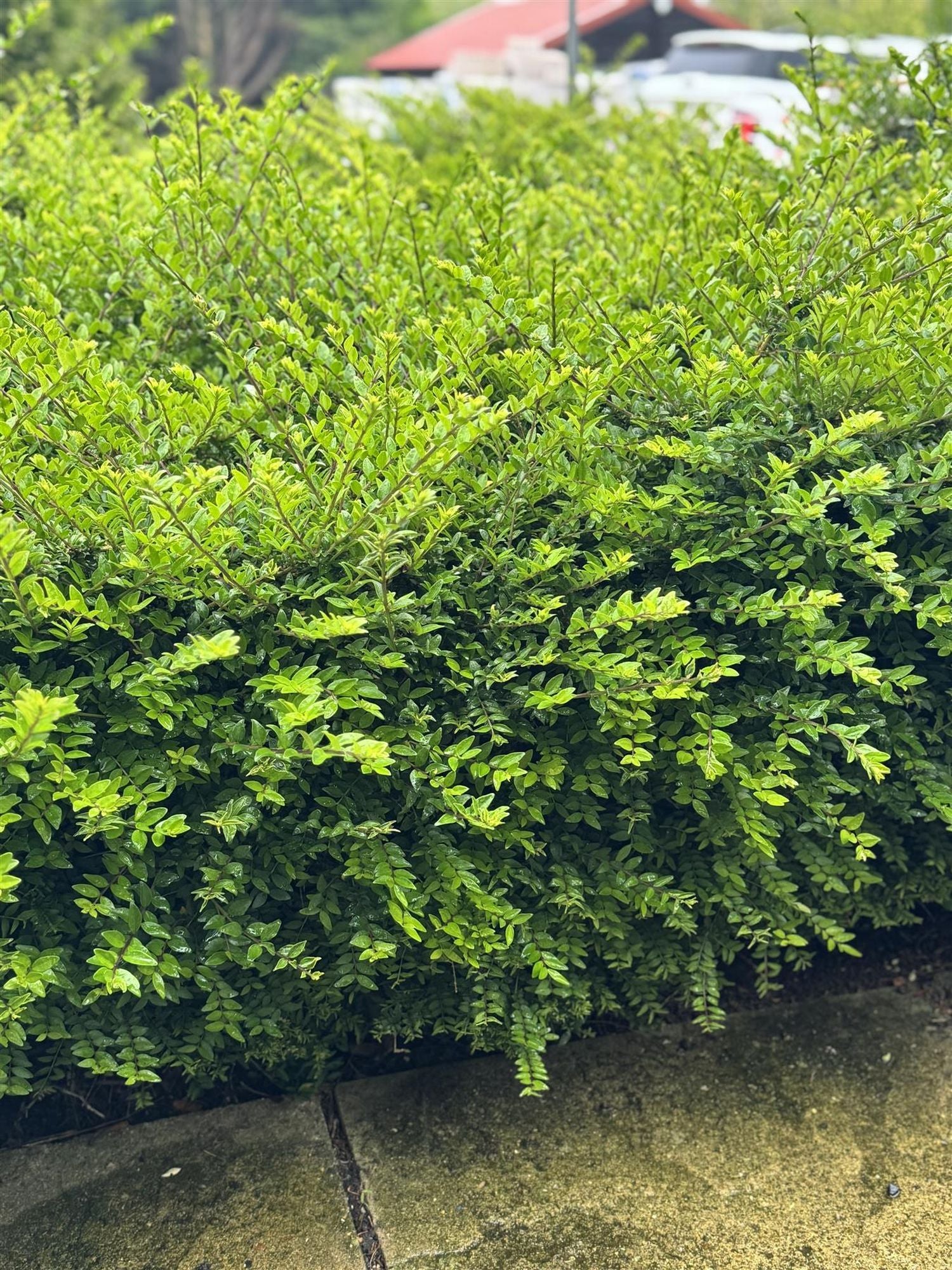 Direct Plants 10x Lonicera Nitida Box, Alternative Hedging Plants, Large Plants, Supplied In 2/3 Litre Pots