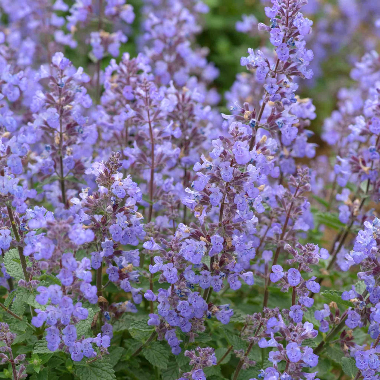 Nepeta 'purssian Blue' — Rhs Award Of Garden Merit, Pollinator-friendly Perennial | 3 Plug Plants | Green