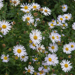 Kalimeris Incisa Alba - White Japanese Aster - 1 x 9cm Pots