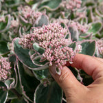 Sedum 'seduction La Vie En Rose' - Compact Variegated Perennial 9cm Plants | 1 x 2L | Pink