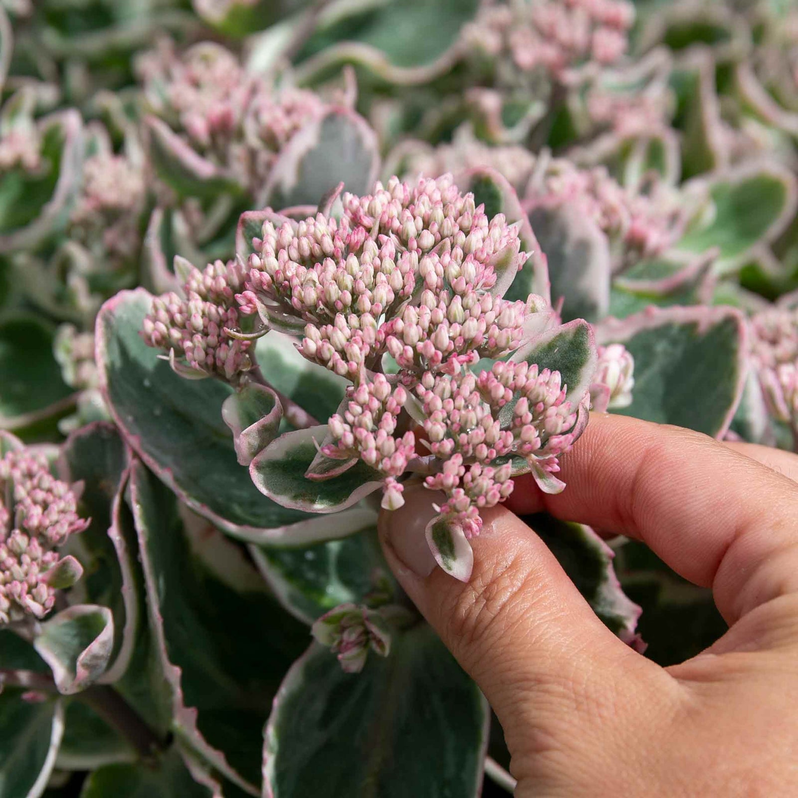 Sedum 'seduction La Vie En Rose' - Compact Variegated Perennial 9cm Plants | 1 x 2L | Pink