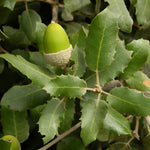 Quercus Ilex Evergreen Tree 6ft Tall Supplied In A 12 Litre Pot