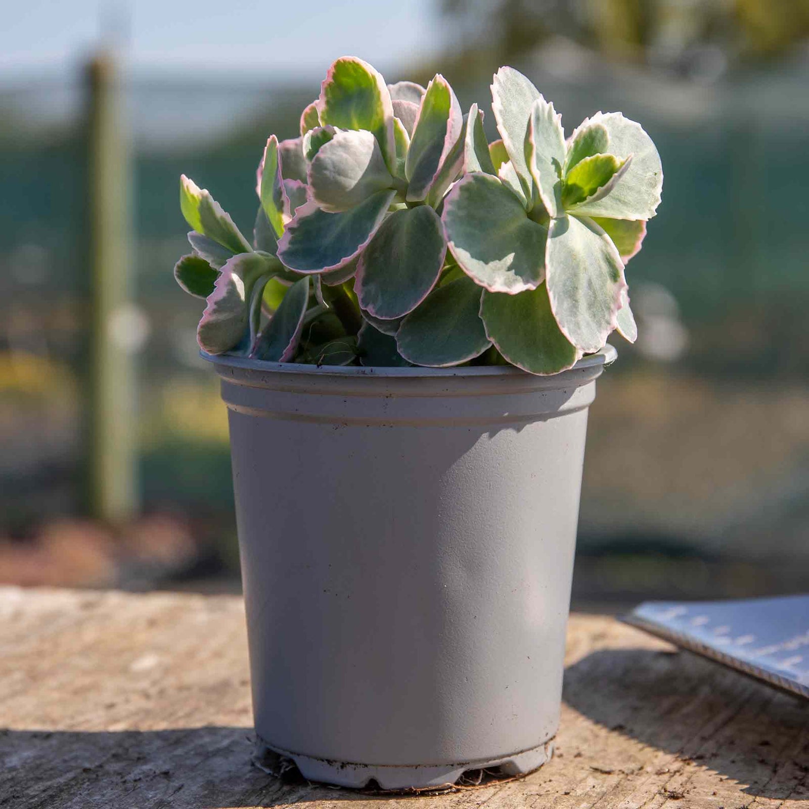 Sedum 'seduction La Vie En Rose' - Compact Variegated Perennial 9cm Plants | 3 x 9cm | Pink