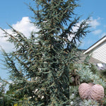 Cedrus Atlantica Glauca Blue Atlas Cedar Tree 3ft Tall Supplied In A 3 Litre Pot