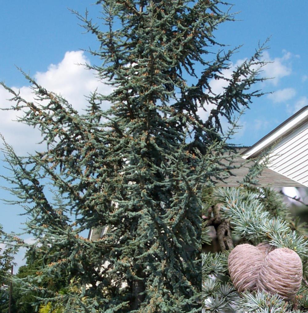 Cedrus Atlantica Glauca Blue Atlas Cedar Tree 3ft Tall Supplied In A 3 Litre Pot