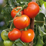 Organic Cordon Tomato Seeds Hamlet F1 | 5 Seeds