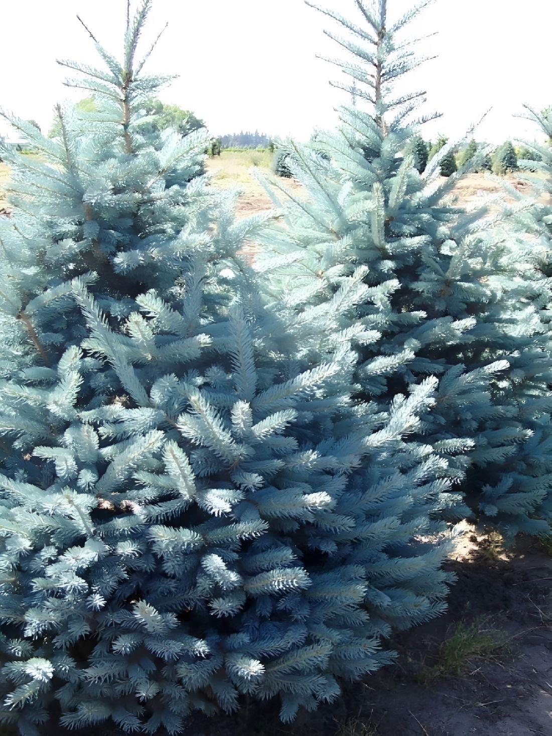 Picea Pungens Edith Blue Colorado Spruce Tree 2.5-3ft Large In A 7.5 Litre Pot
