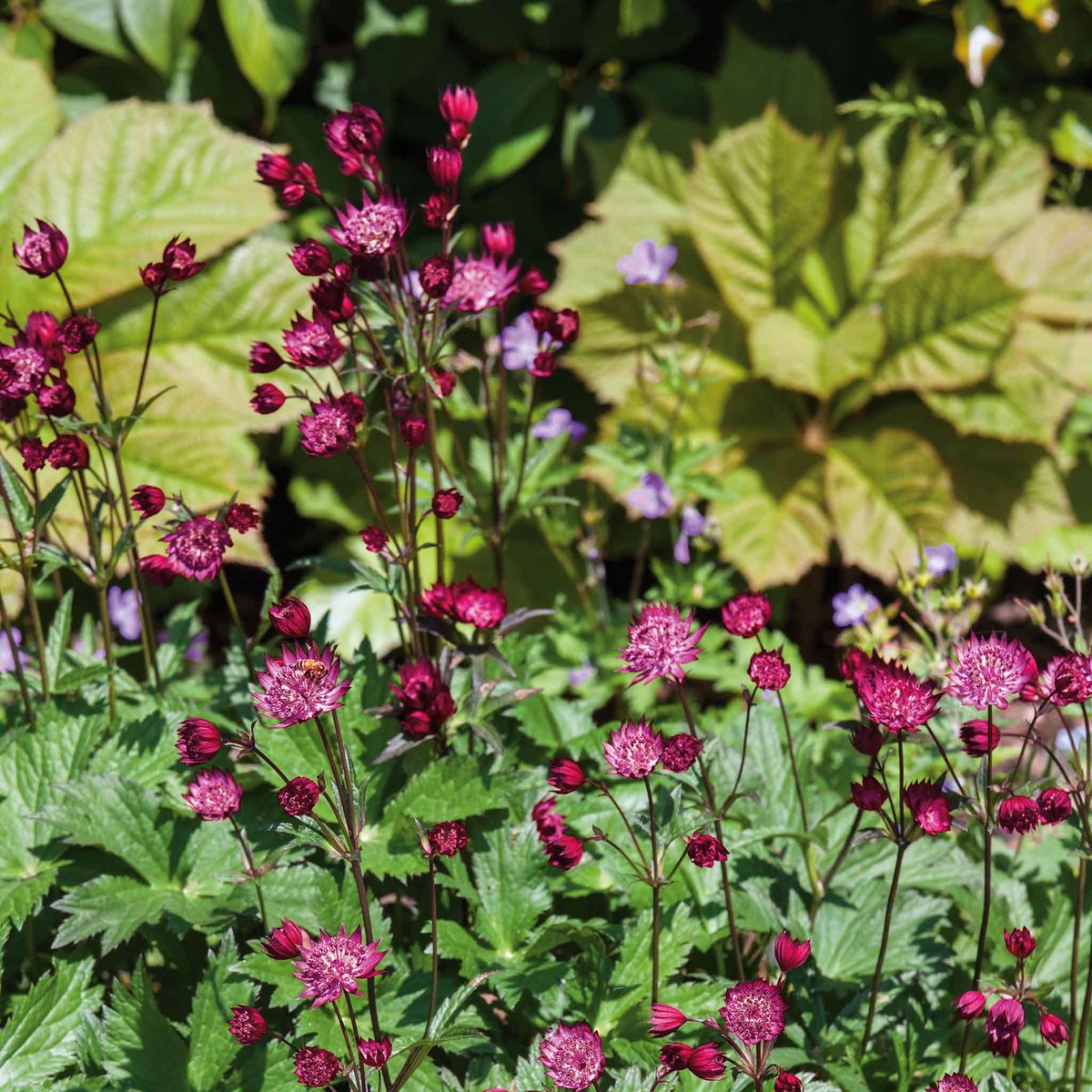 Astrantia 'claret' Dark Red Perennial | 1 x 2L | Ruby Red