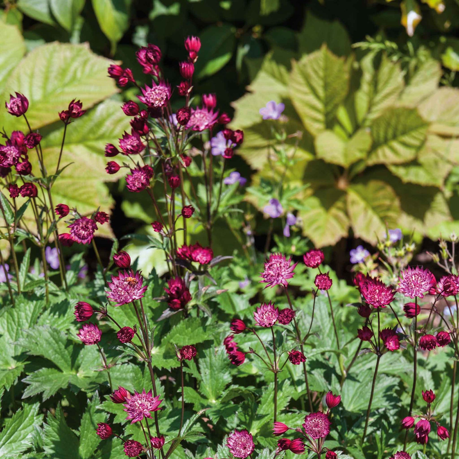 Astrantia 'claret' Dark Red Perennial | Set-of-1 | Purple & Green