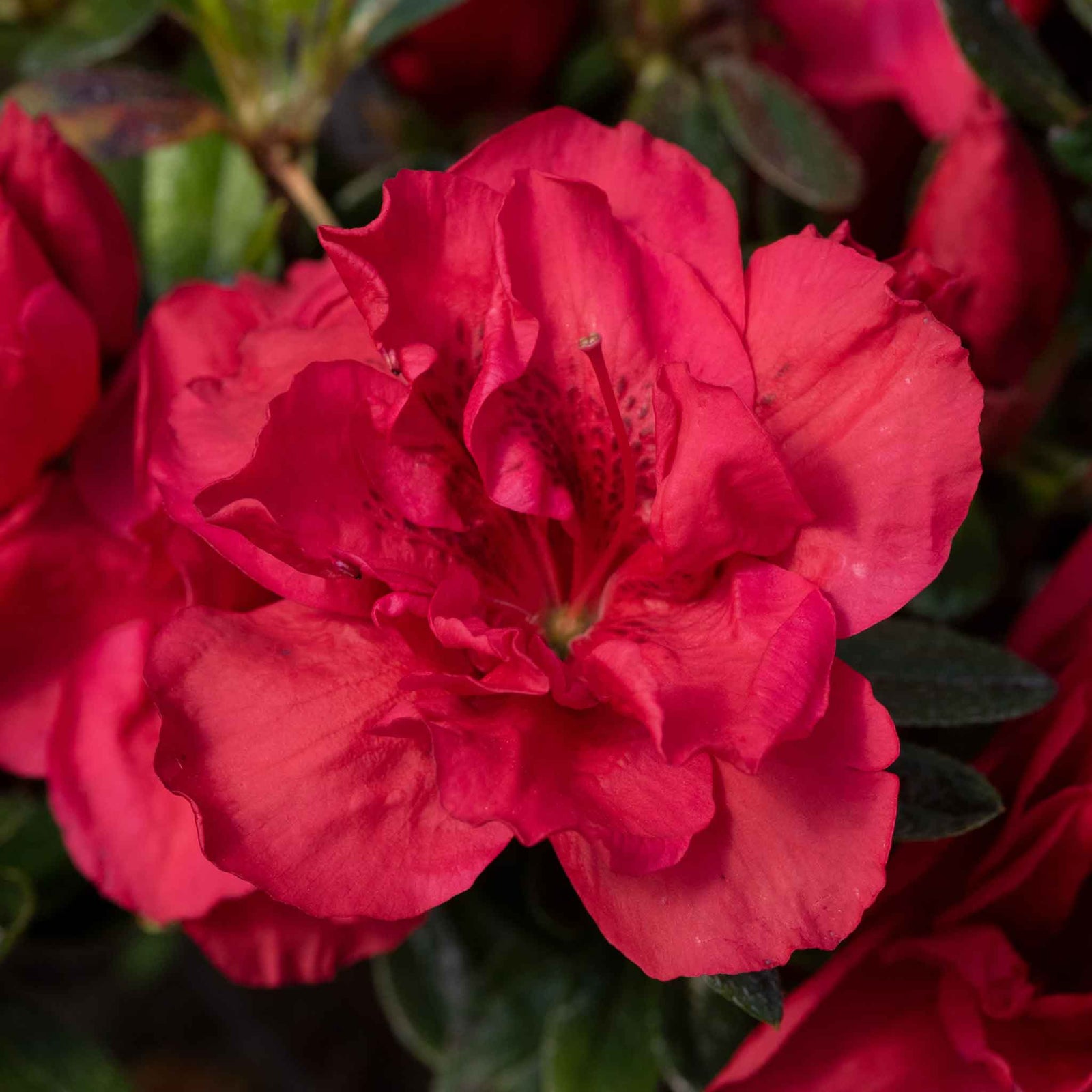 Azalea 'encore Autumn Fire' - Red Semi-evergreen Shrub, Spring & Autumn Blooms | 3 x 9cm | Red